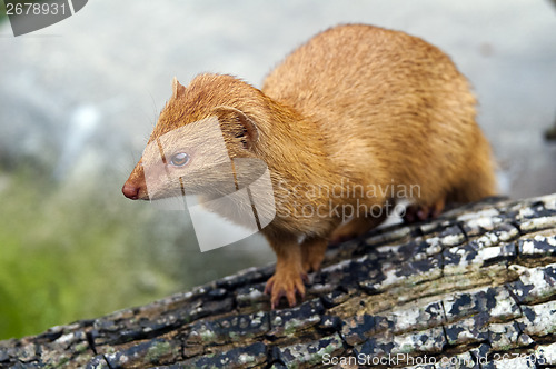 Image of Slender Mongoose