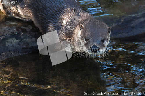 Image of Otter