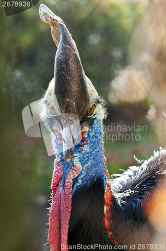 Image of Cassowary