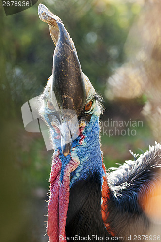 Image of Cassowary