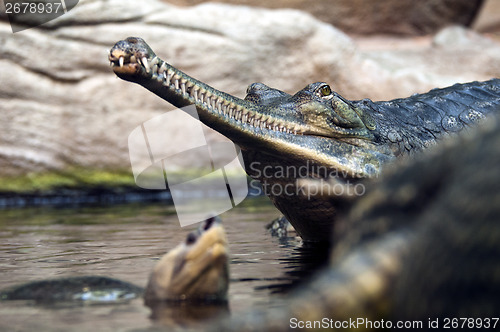 Image of Gharial