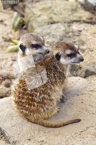 Image of  Meerkat or suricate