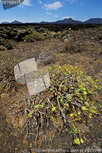 Image of flower  bush timanfaya  hill and summer  lanzarote