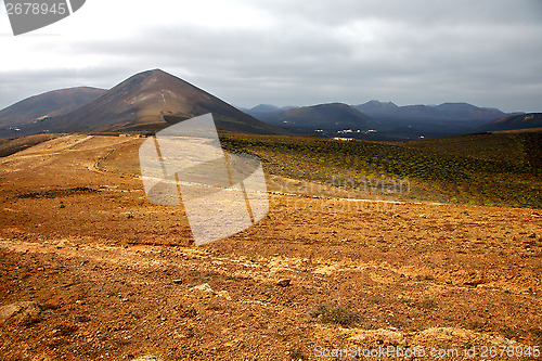 Image of flower home viticulture   cultivation barrel