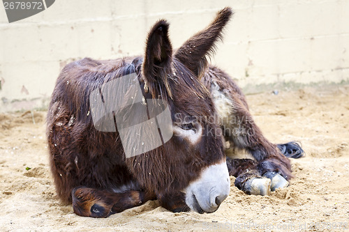 Image of donkey lying