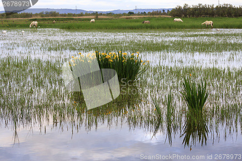 Image of sunrise in the wetlands of Roses