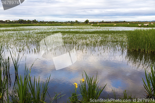 Image of sunrise in the wetlands of Roses