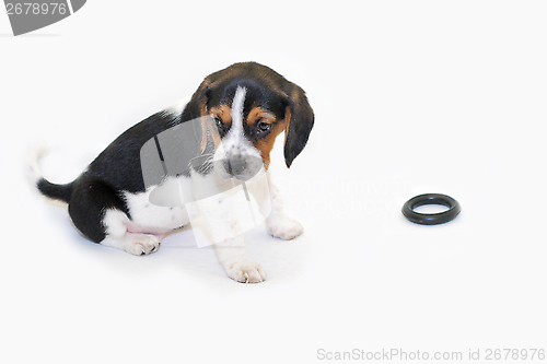Image of Tricolor beagle puppy sitting