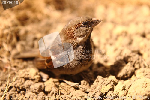 Image of small sparrow bird 