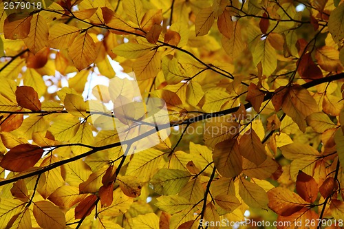 Image of background from autumn leaves 