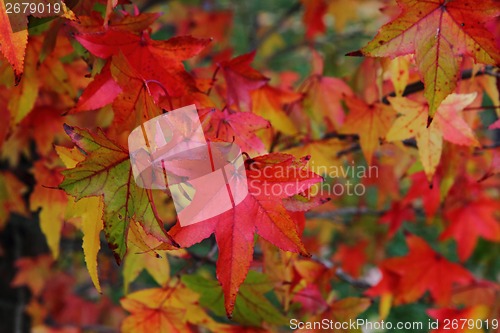 Image of background from autumn leaves 