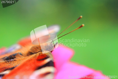 Image of head of butterfly 