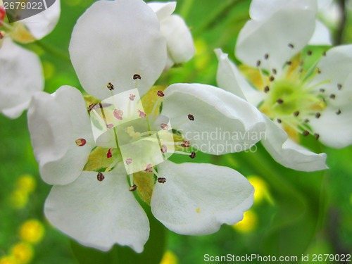 Image of quince flower 