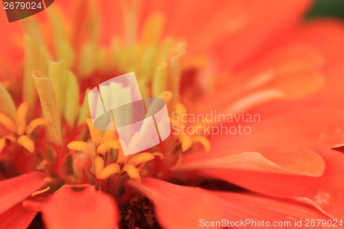 Image of detail of orange flower