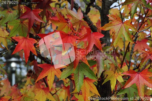 Image of background from autumn leaves 