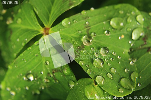 Image of water drops on the green leaf