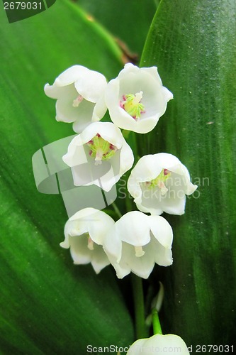 Image of lily of the valley