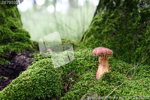Image of edible mushroom in the green moss