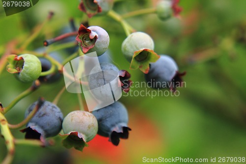 Image of blueberries in the green nature 