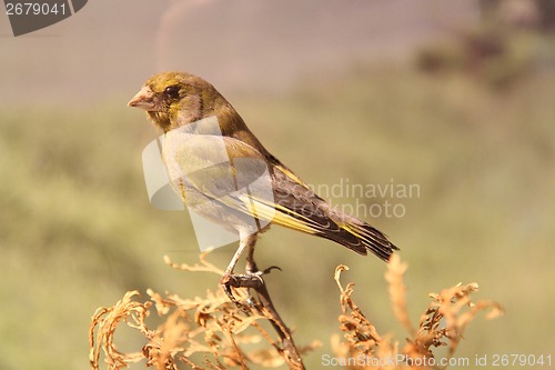 Image of small sparrow bird 