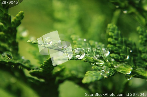 Image of water drops on the green leaf