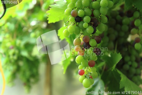 Image of red grapes in the early summer