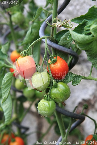 Image of detail from home farm - tomato plants 