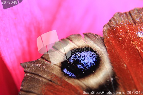 Image of wing of butterfly