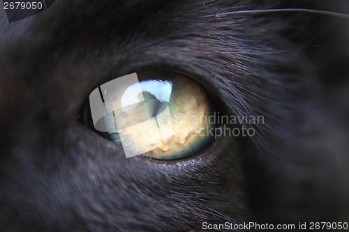 Image of nice eye of black cat 