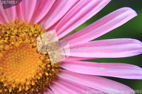 Image of detail of violet flower