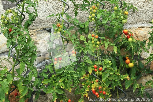 Image of detail from home farm - tomato plants 