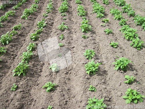 Image of detail from home farm - potato  plants