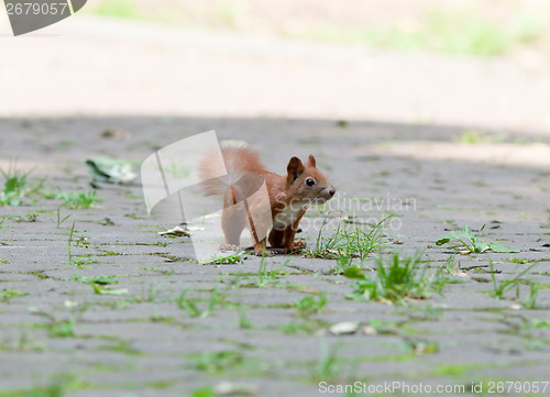 Image of Squirrel