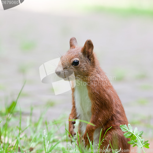 Image of Red squirrel