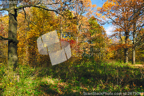 Image of Golden autumn forest. Trees and bushes with yellow and red fall foliage, alight with October sun, at the edge of a green glade