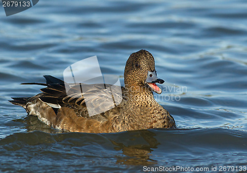 Image of Eurasian Wigeon