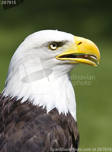 Image of American eagle