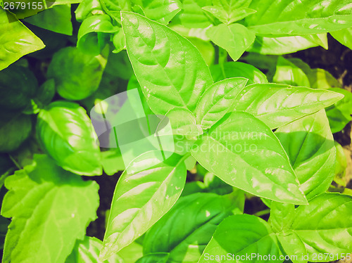 Image of Retro look Basil