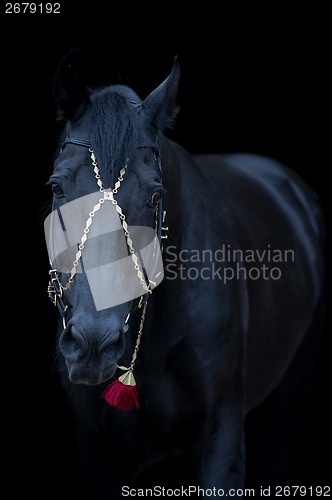 Image of  portrait black horse isolated on black background