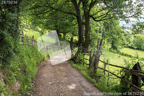 Image of  Path through the forest 