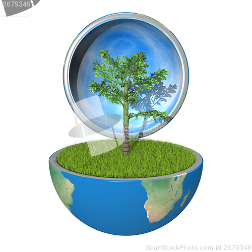 Image of Palm tree inside planet
