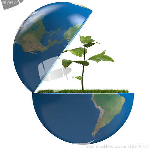 Image of Plant inside planet