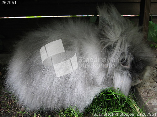 Image of Grey angora rabbit