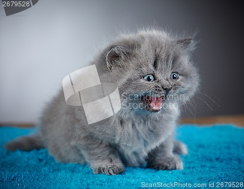 Image of british long hair kitten