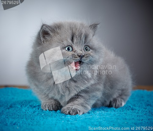 Image of british long hair kitten