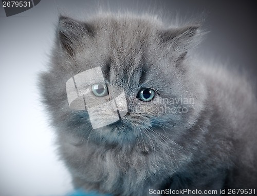 Image of british long hair kitten