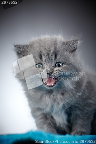 Image of british long hair kitten