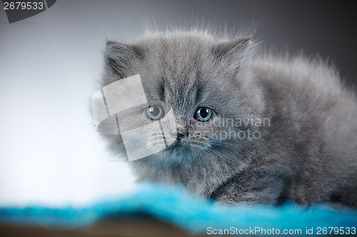 Image of british long hair kitten