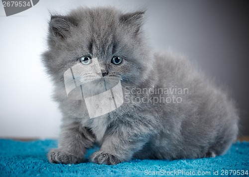 Image of british long hair kitten