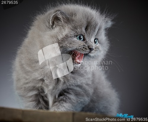 Image of british long hair kitten